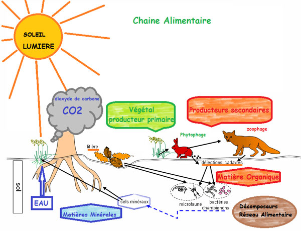 Image de la chaîne alimentaire